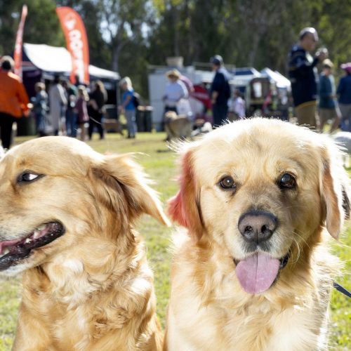 Pooches in the Park | Kallangur